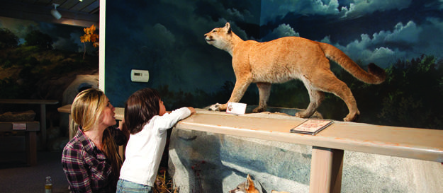 Visitors viewing a mountain lion exhibit inside the park’s Interpretive Center
